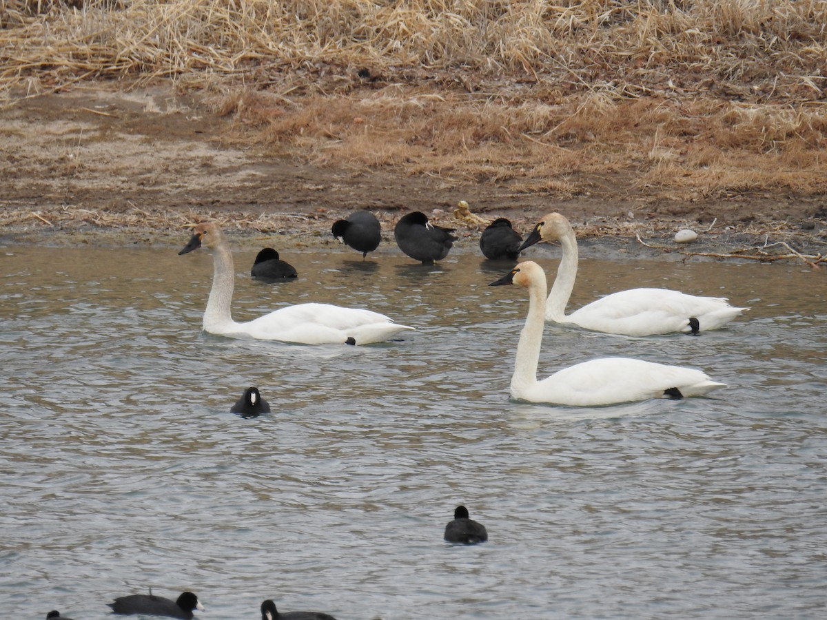 Tundra Swan - ML326981981