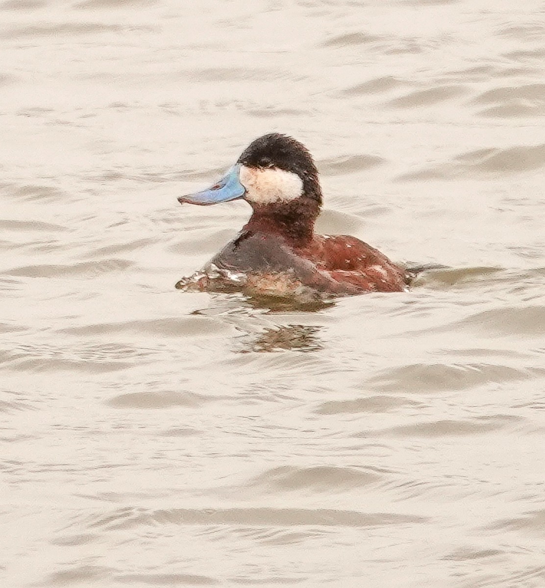 Ruddy Duck - ML326982841