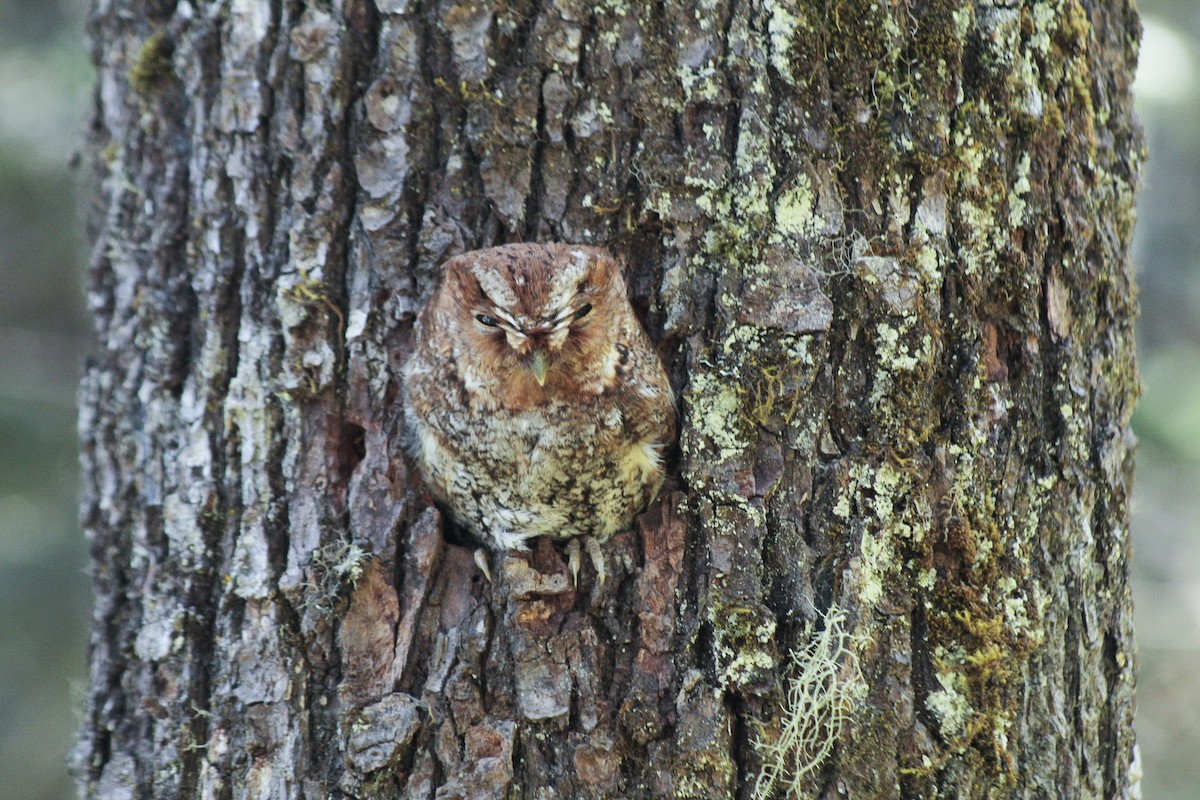 Flammulated Owl - ML326983371