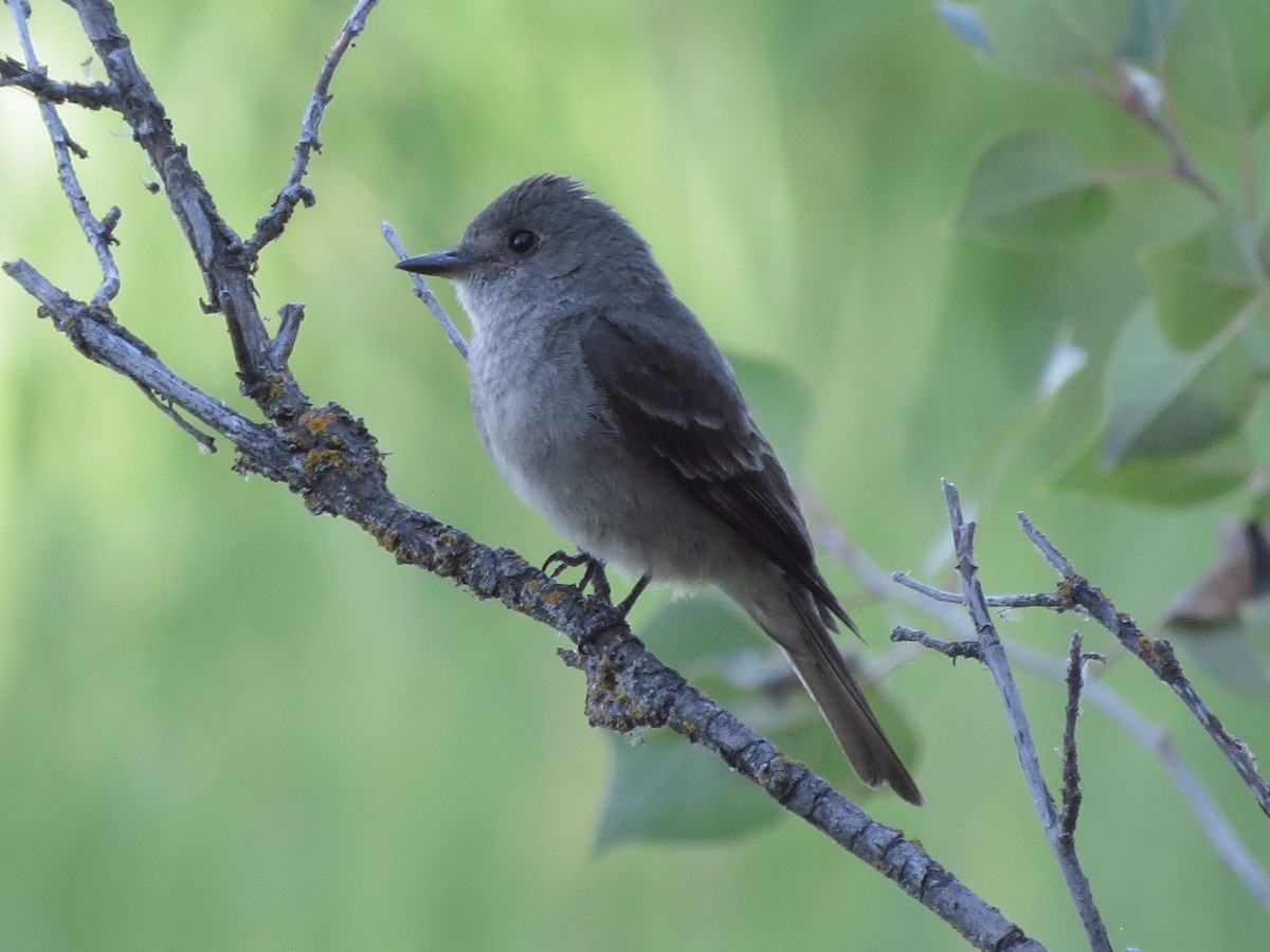 Western Wood-Pewee - Sandy Schreven