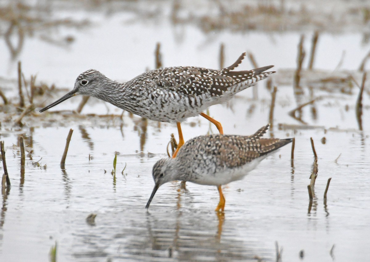 Lesser Yellowlegs - ML326987831