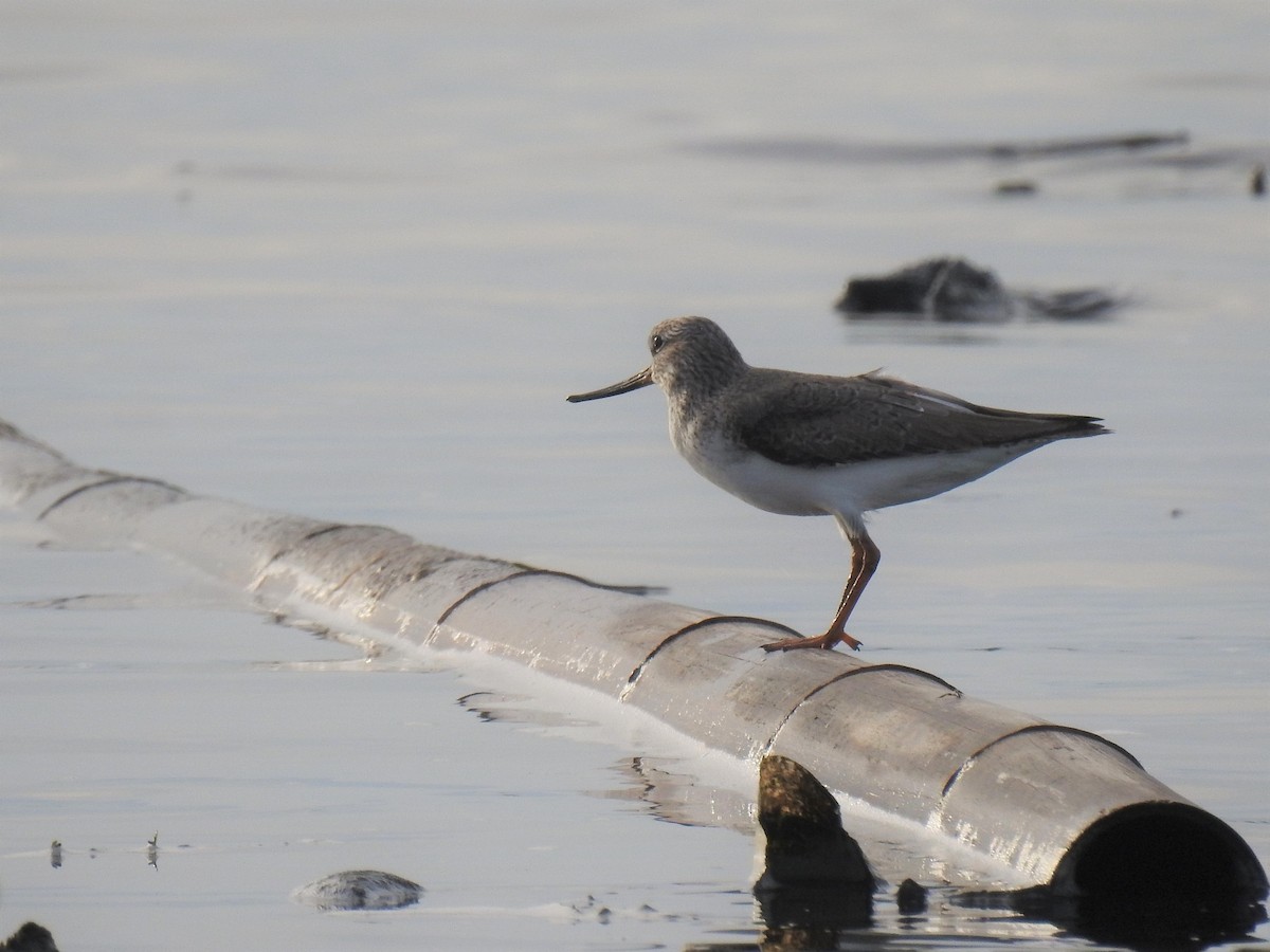 Terek Sandpiper - ML326991191