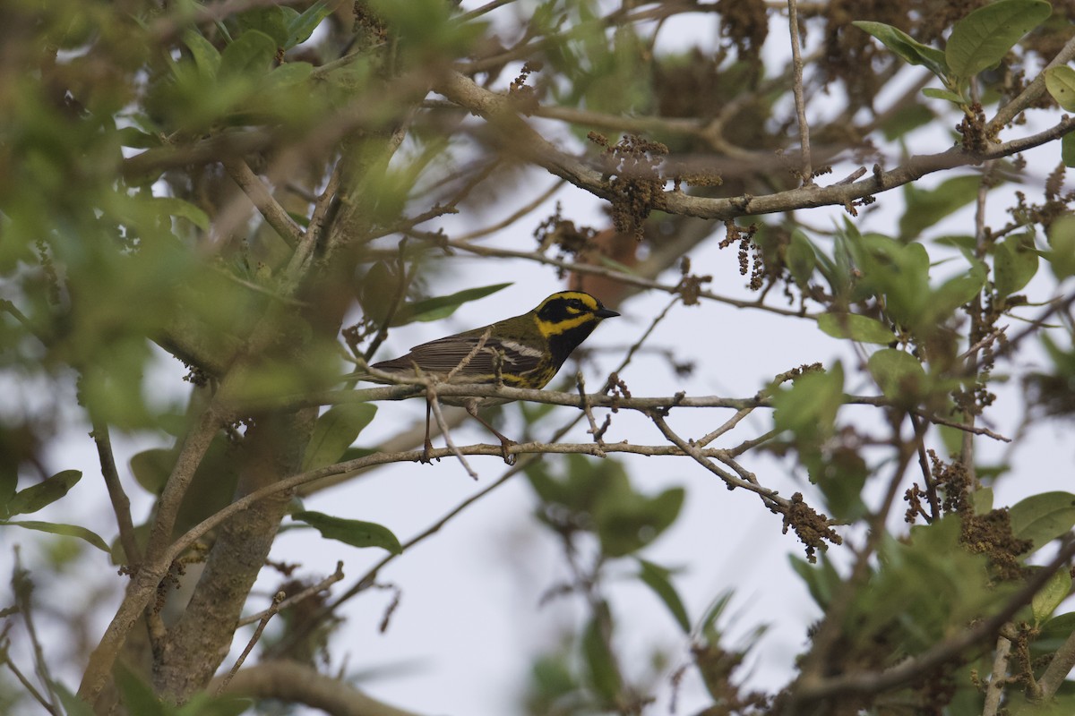 Townsend's Warbler - ML326995211