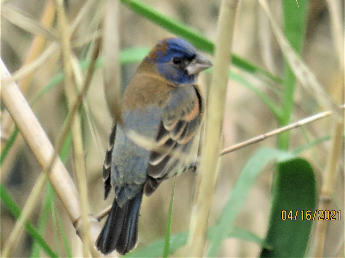 Blue Grosbeak - Judy Robichaux