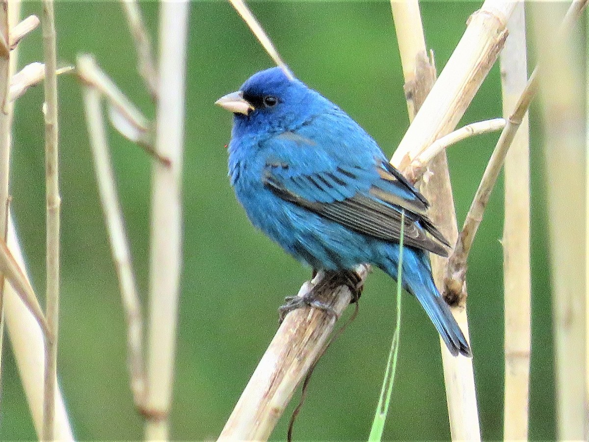 Blue Grosbeak - ML326996271