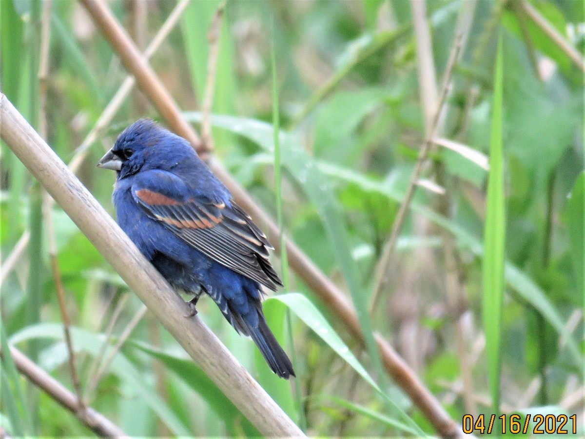 Blue Grosbeak - ML326996281