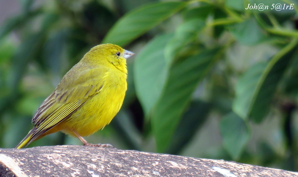 Greenish Yellow-Finch - ML326998501