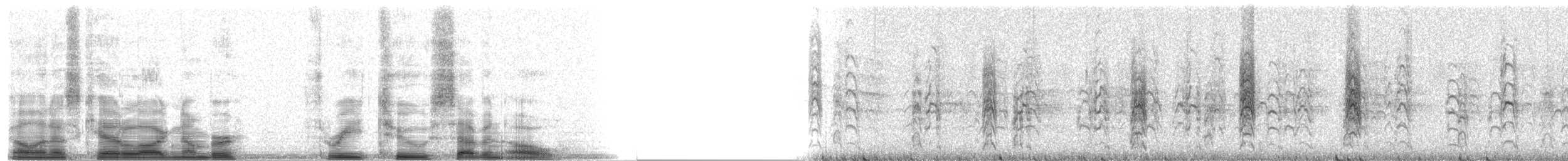svartterne (surinamensis) - ML3270