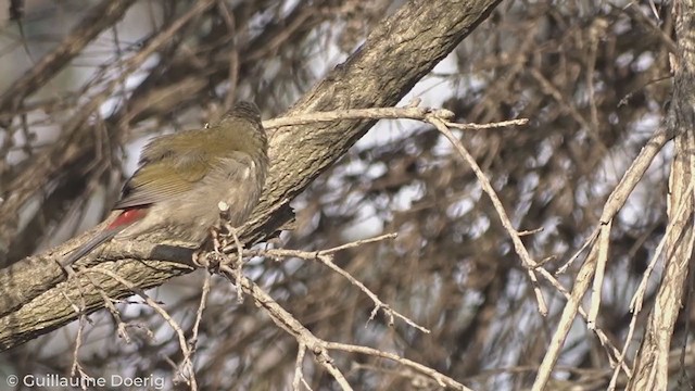 Red-browed Firetail - ML327002471