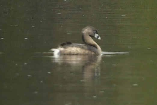 Pied-billed Grebe - Roberta Kay