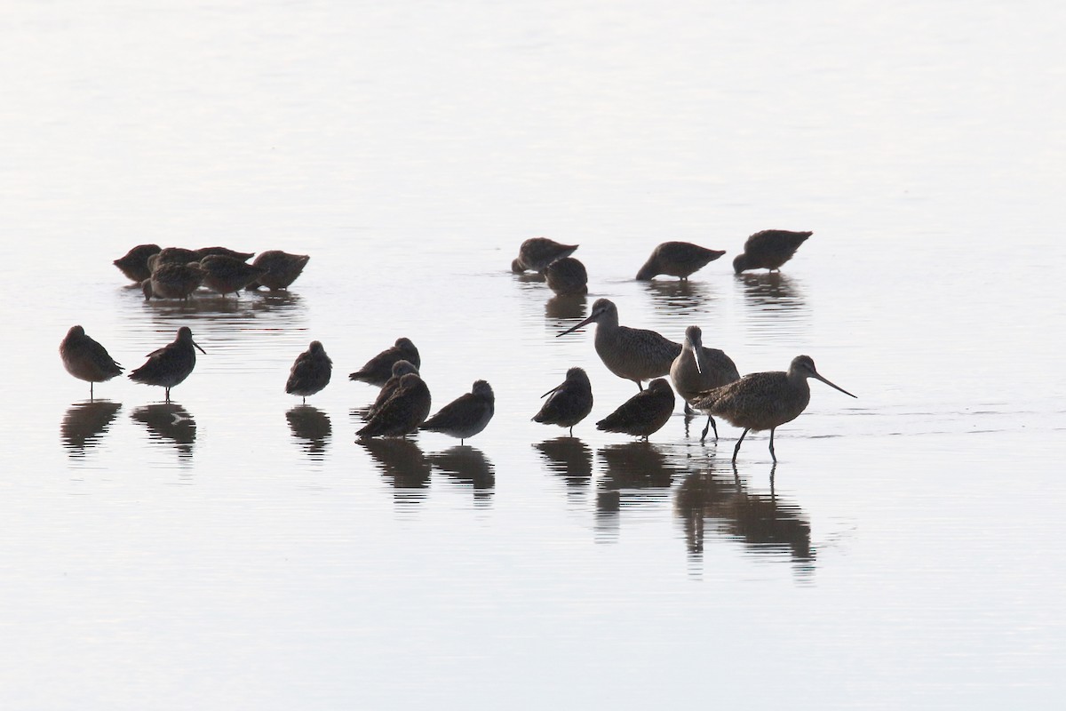 Marbled Godwit - ML327003561