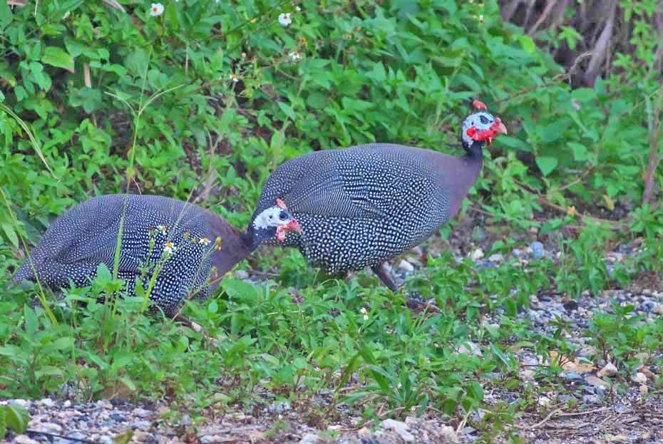 Helmeted Guineafowl - ML327004061