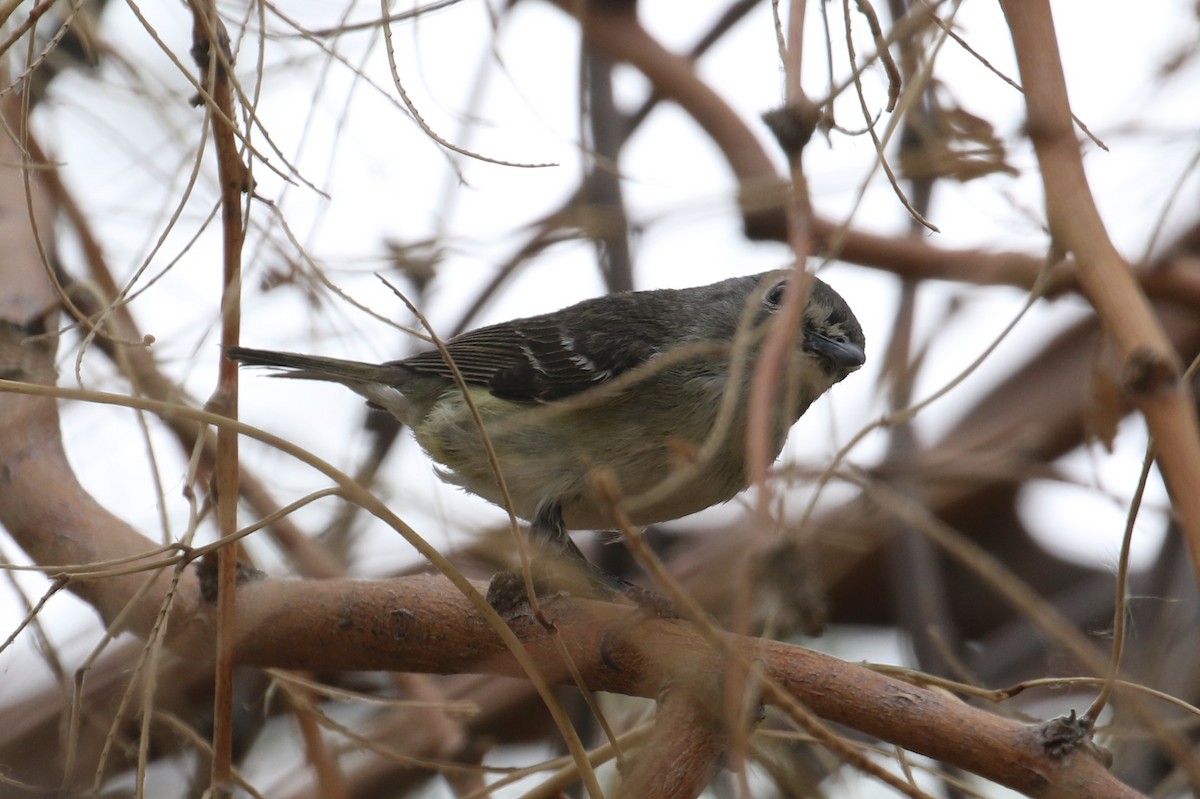 Cassin's Vireo - ML327006871