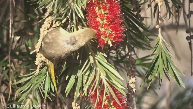 White-plumed Honeyeater - ML327008371