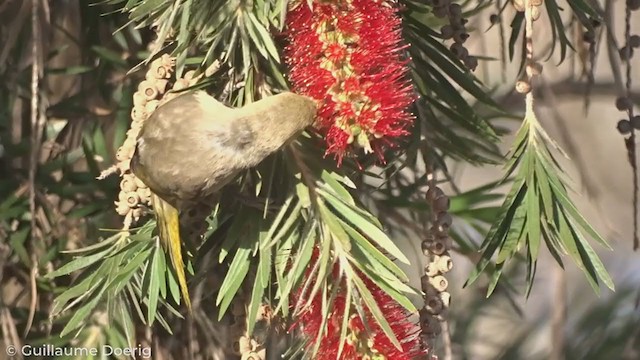 White-plumed Honeyeater - ML327008371