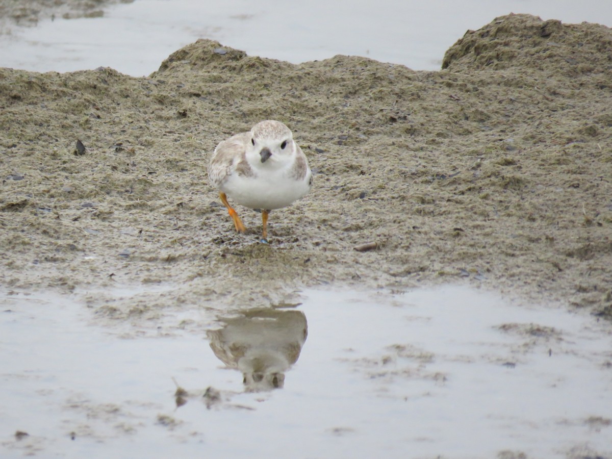 Piping Plover - ML32700971