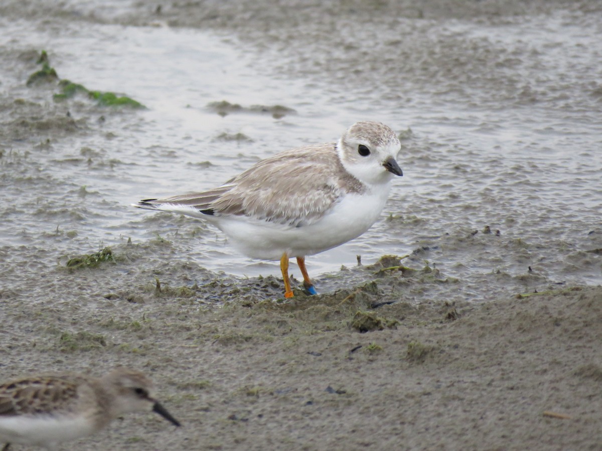 Piping Plover - ML32700991