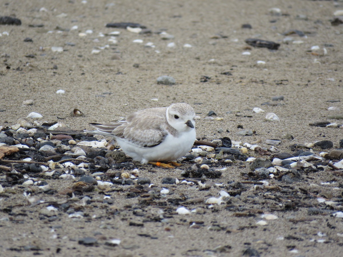 Piping Plover - ML32701001