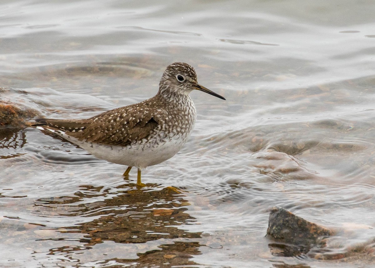 Solitary Sandpiper - ML327011931