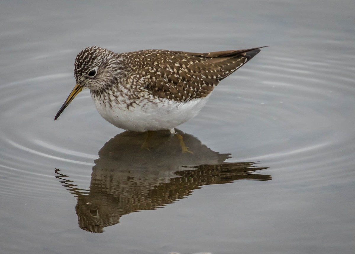 Solitary Sandpiper - ML327011941