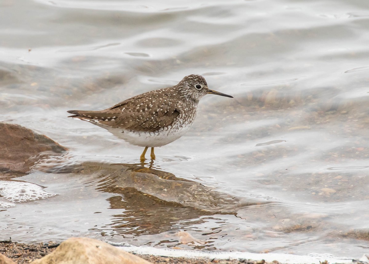 Solitary Sandpiper - ML327011961