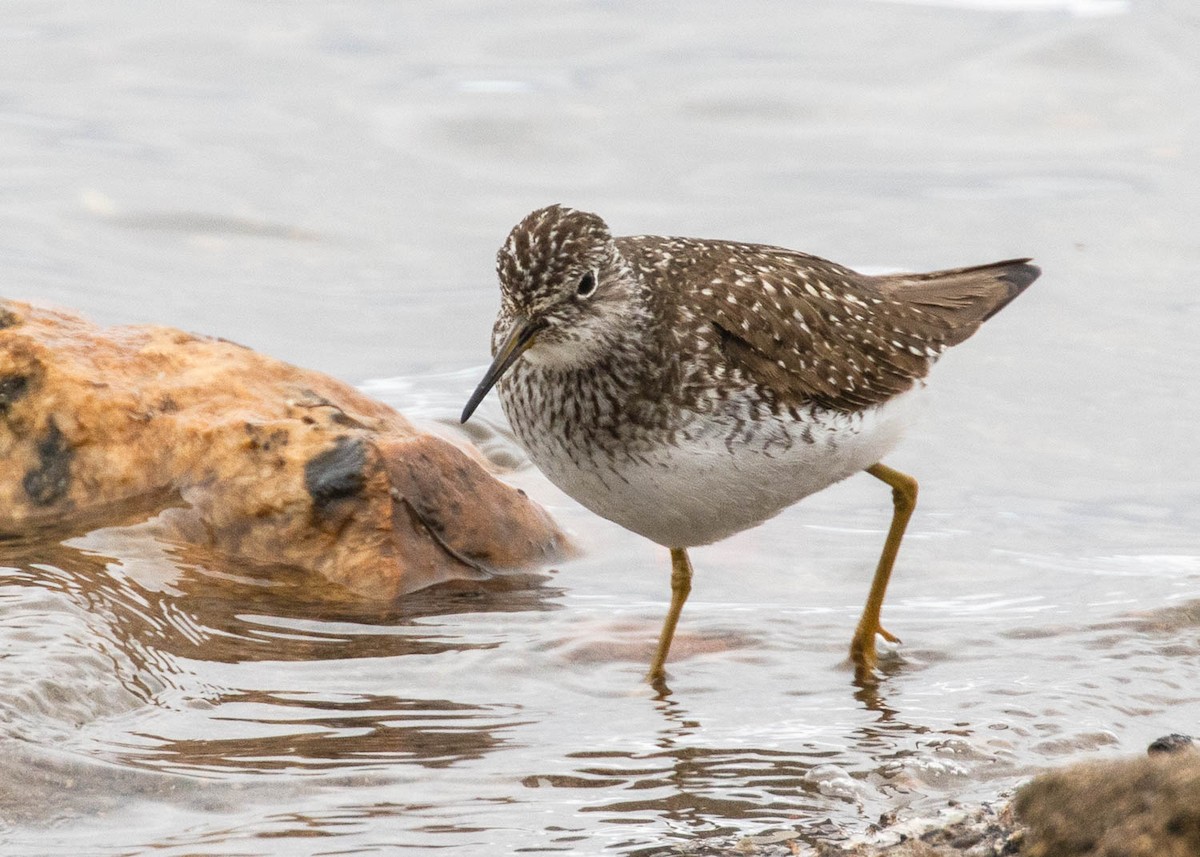 Solitary Sandpiper - ML327011971