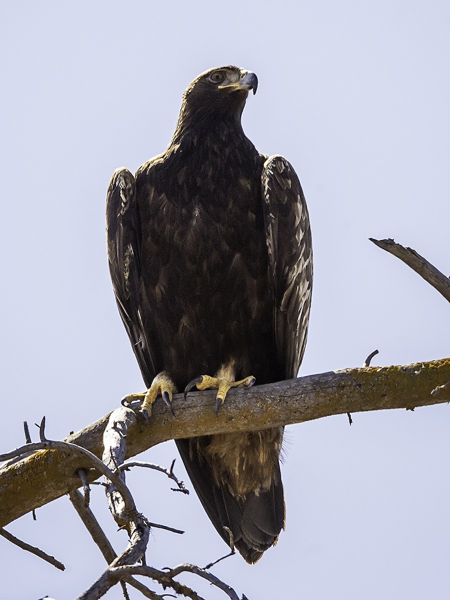 Golden Eagle - ML327012541