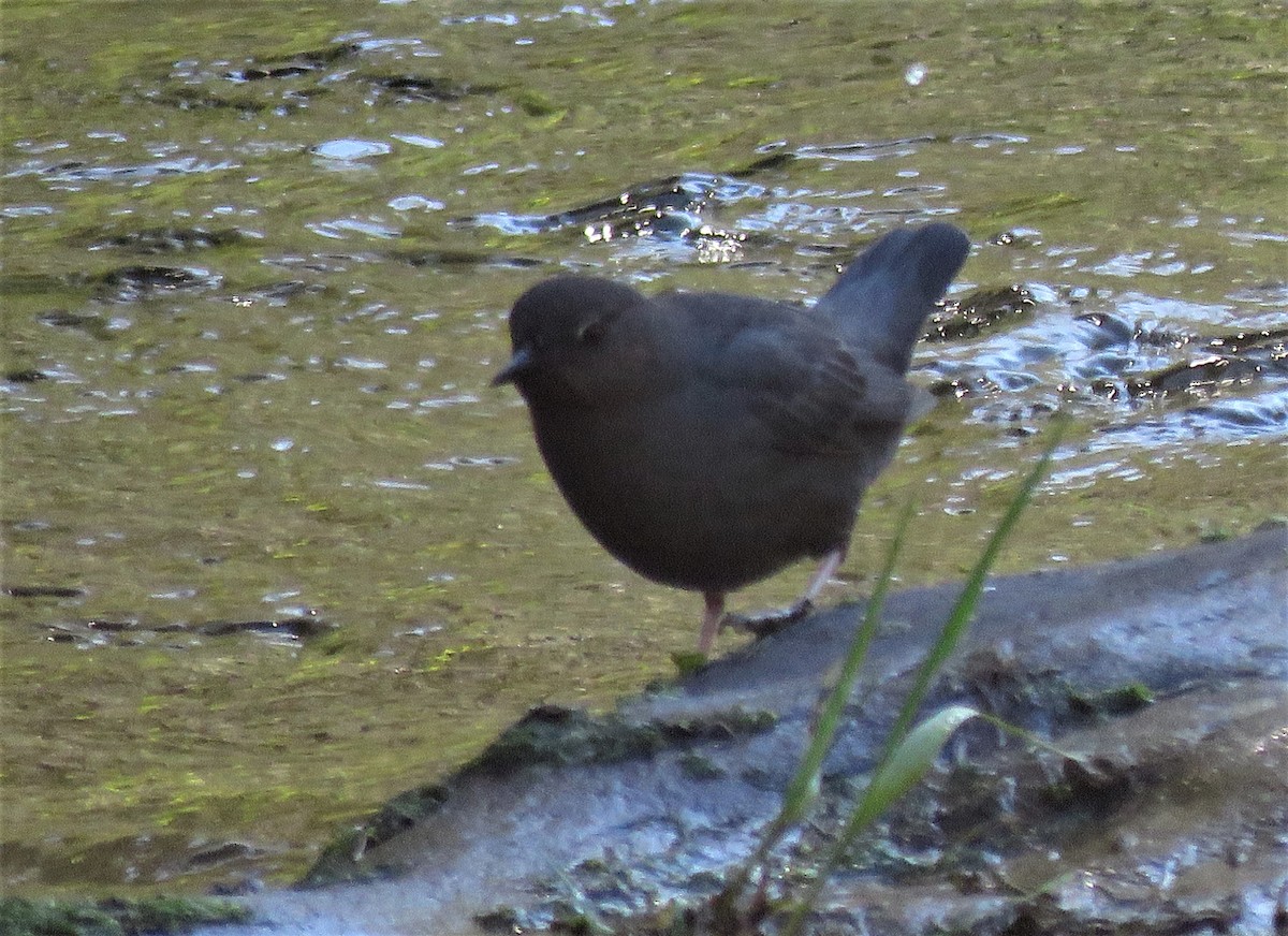 American Dipper - ML327013721