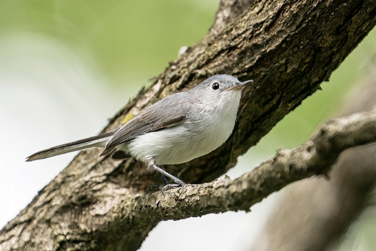 Blue-gray Gnatcatcher - ML327016901