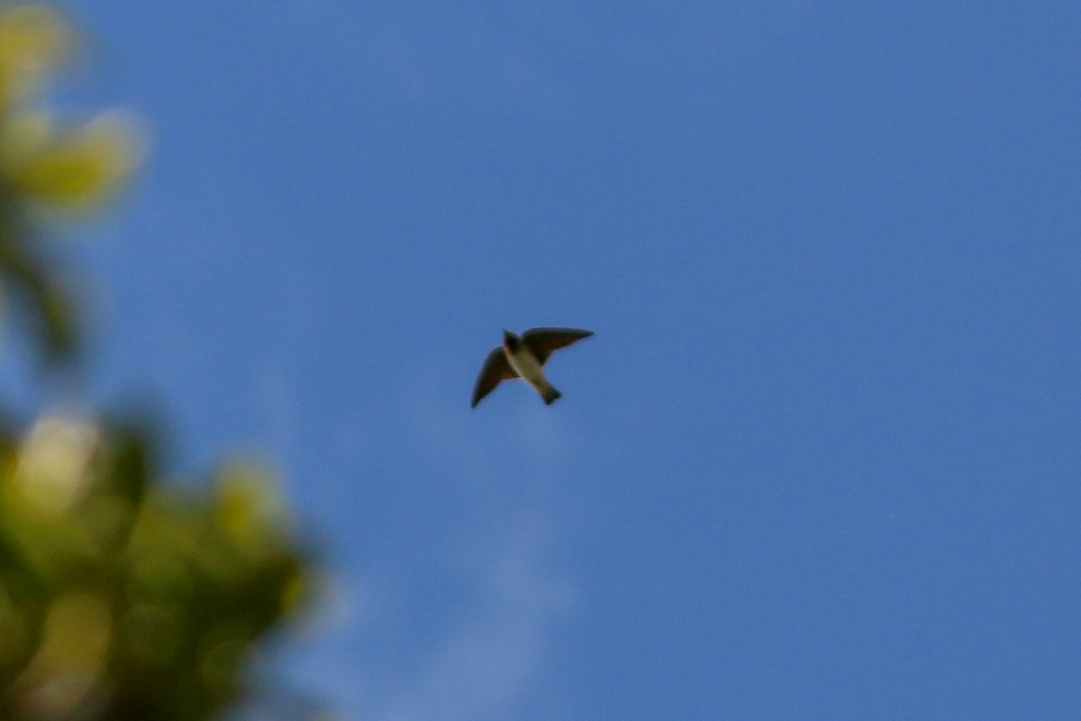 Cliff Swallow - ML327017941