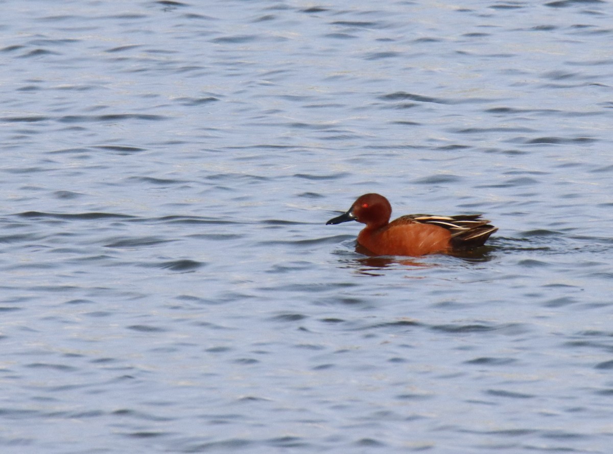 Cinnamon Teal - ML327019351