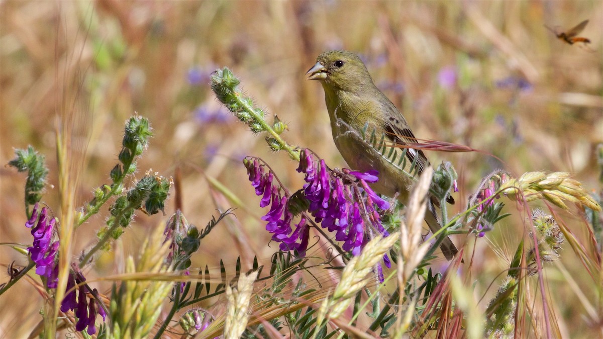 Lesser Goldfinch - Ed Harper