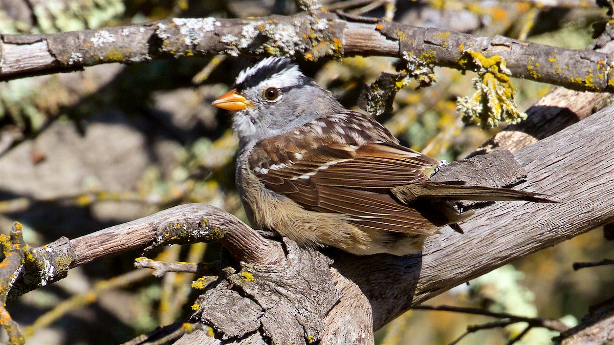 White-crowned Sparrow (Gambel's) - Ed Harper