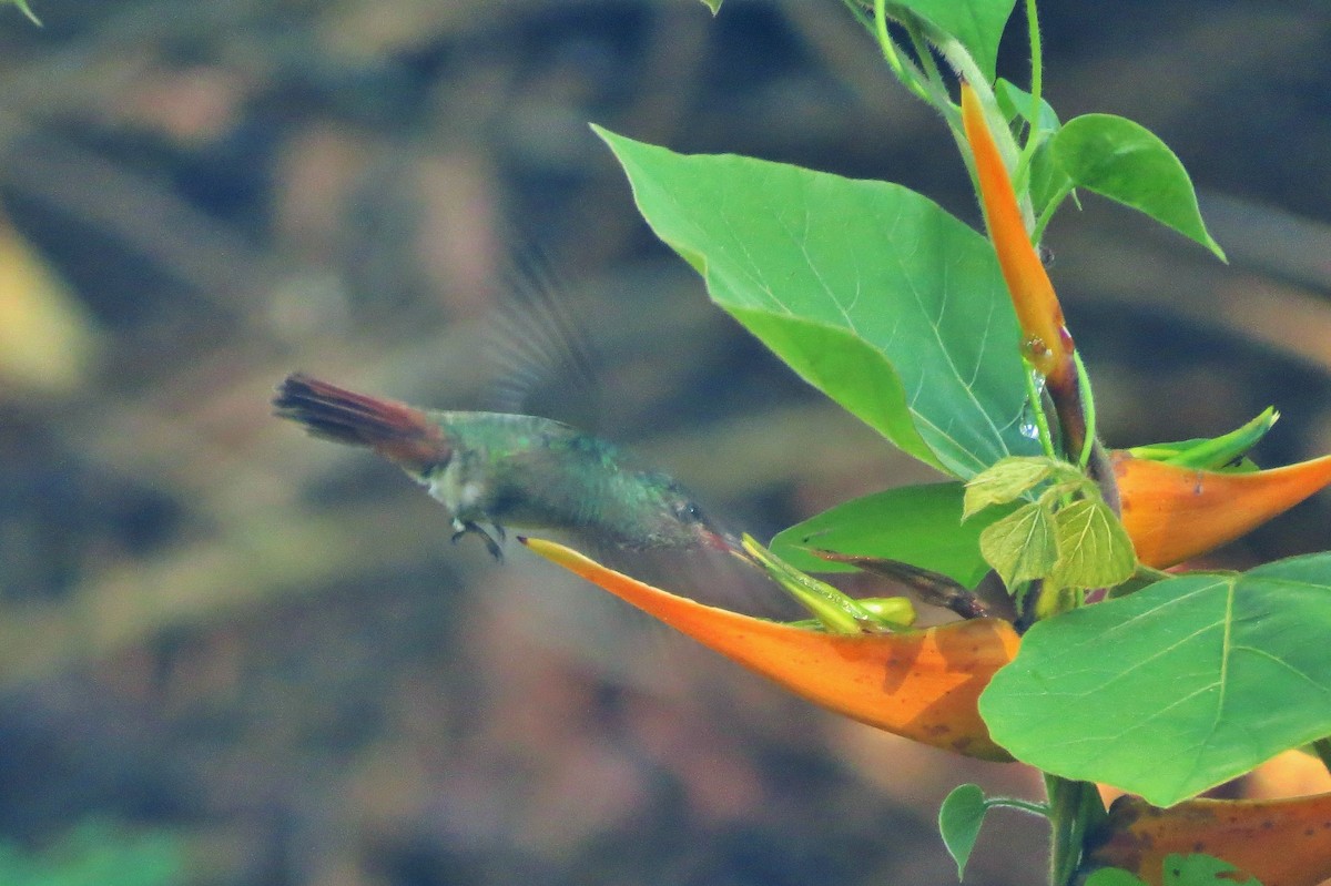 Rufous-tailed Hummingbird - ML32702471