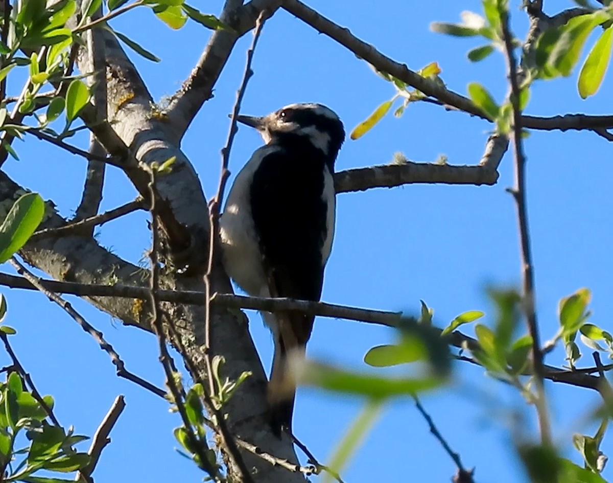 Hairy Woodpecker - ML327027441