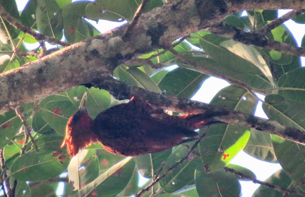 Chestnut-colored Woodpecker - ML32702851