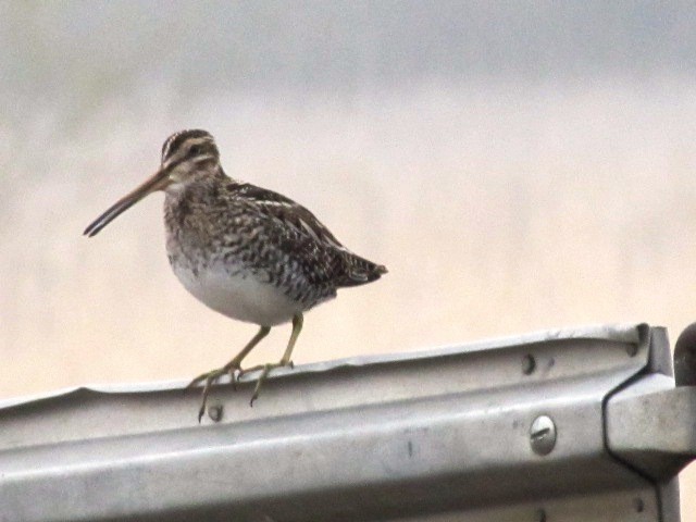 Wilson's Snipe - ML327030121