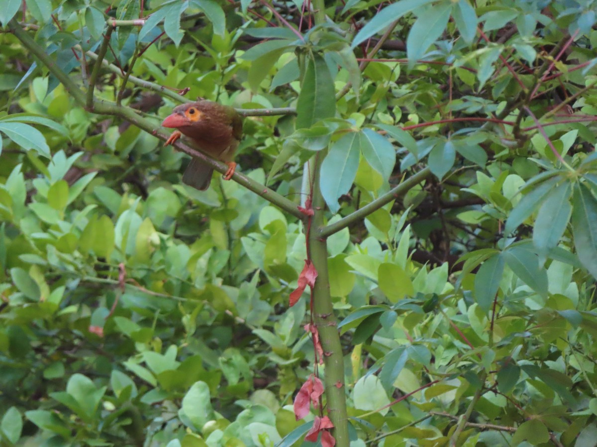 Brown-headed Barbet - ML327031521