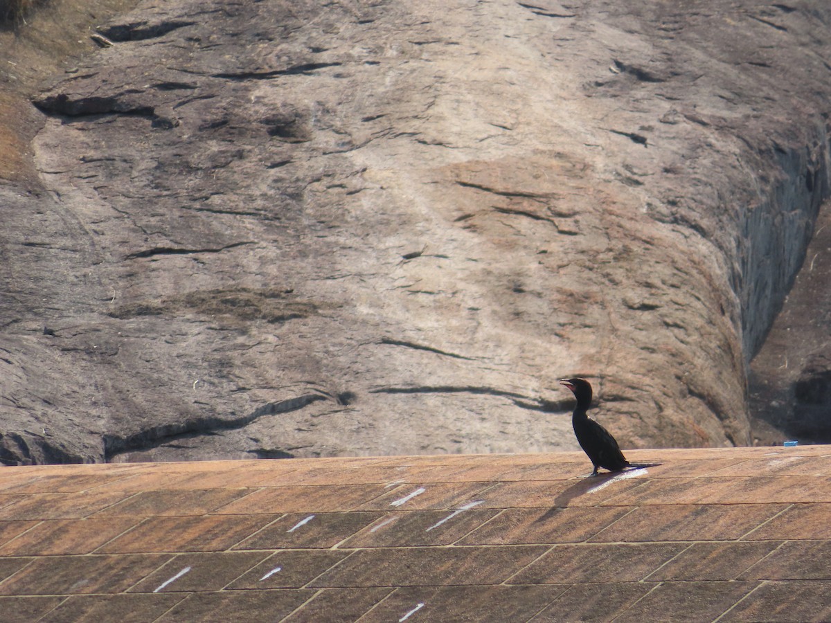 Little Cormorant - ML327032071