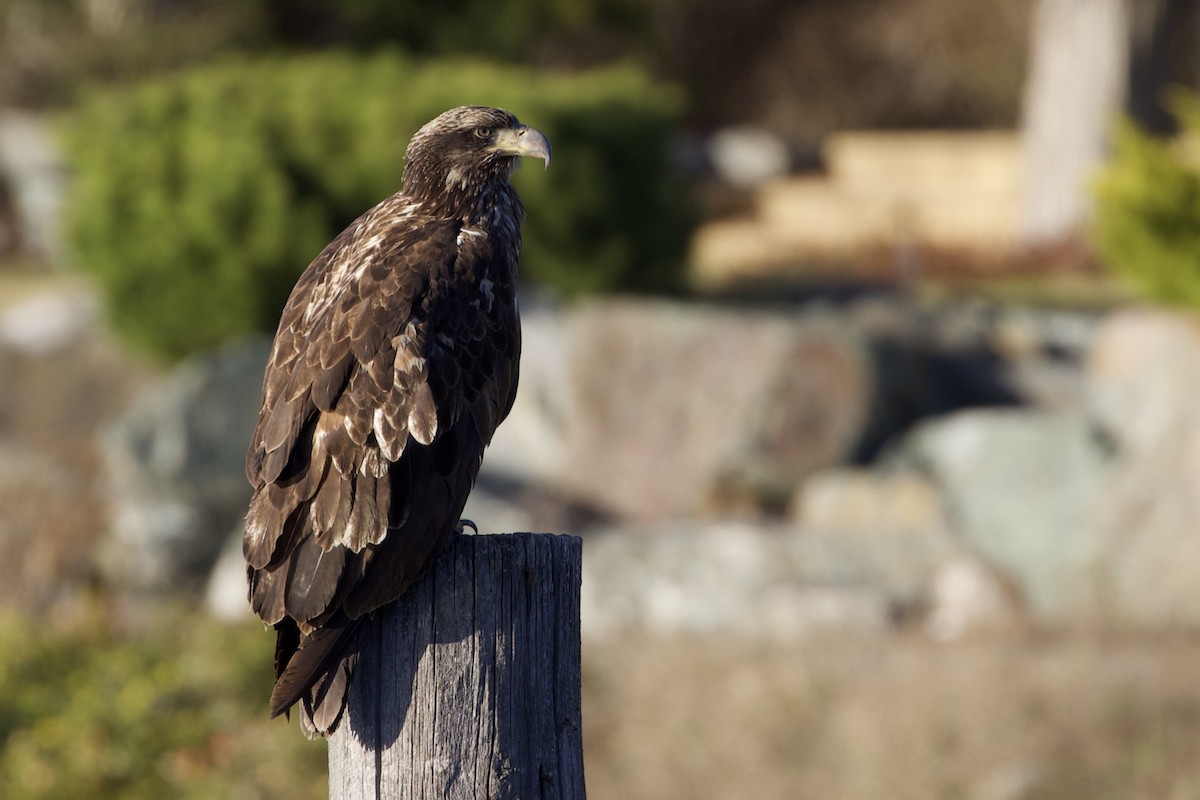 Bald Eagle - ML327032881