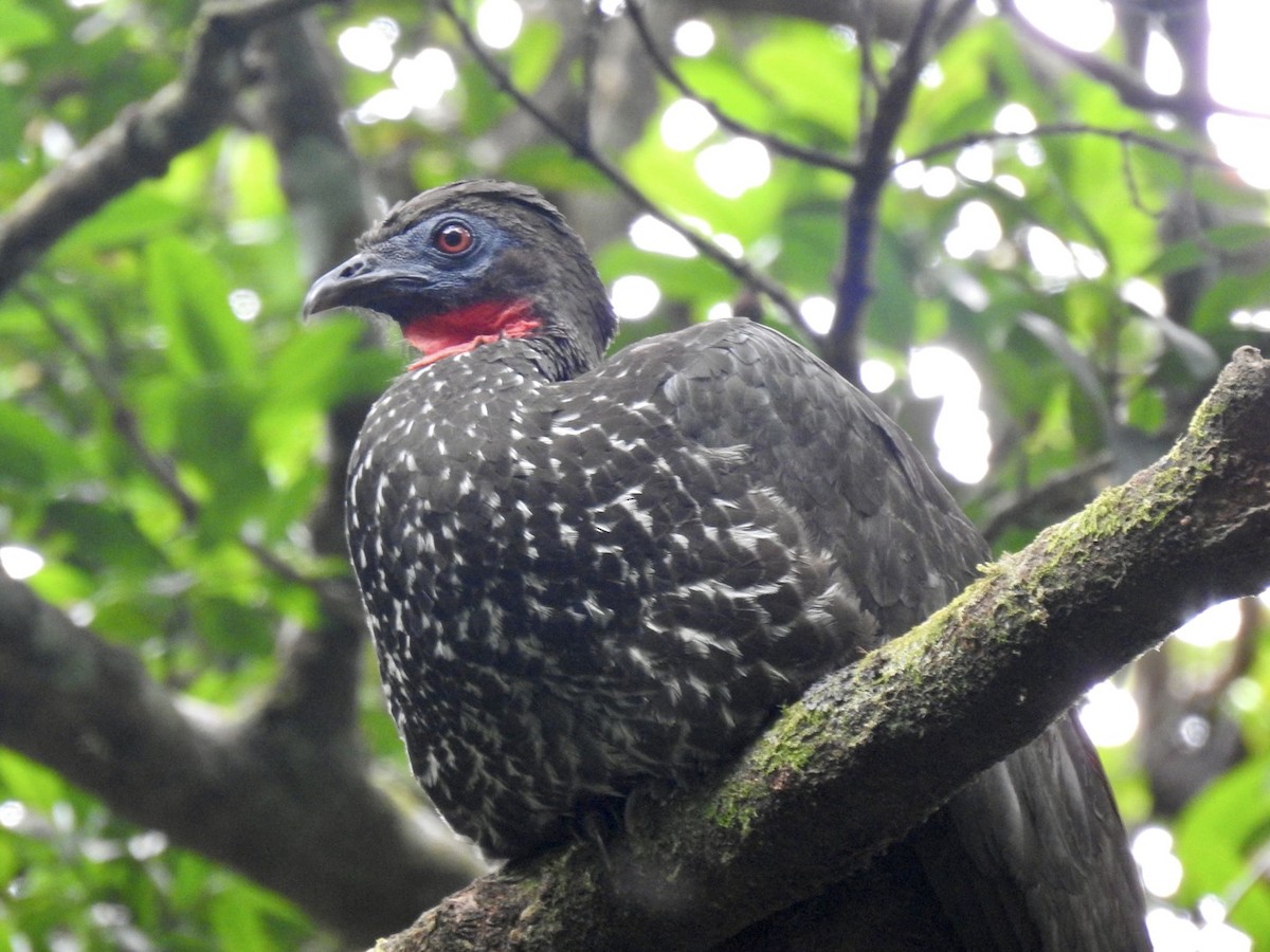 Crested Guan - José Vargas Mena