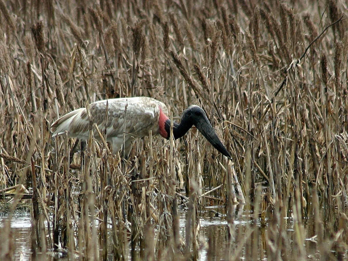 Jabiru d'Amérique - ML32703411