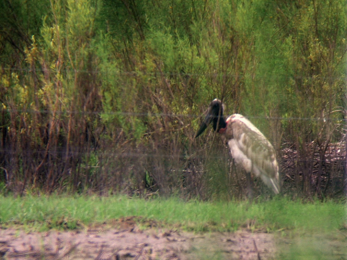 Jabiru d'Amérique - ML32703431