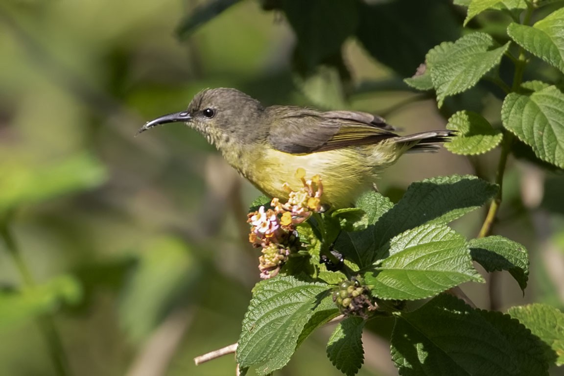 Apricot-breasted Sunbird - ML327035061