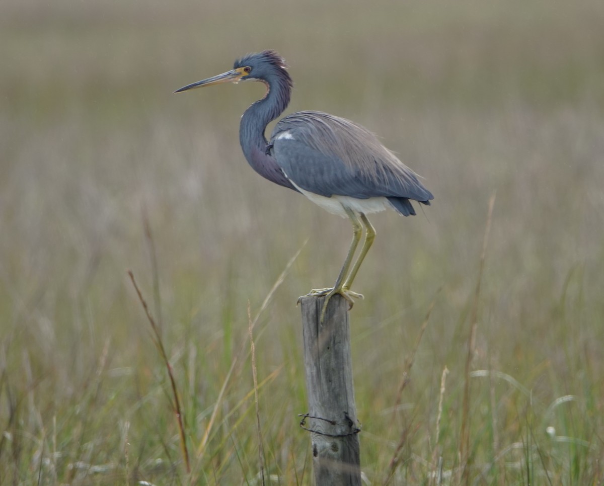 Tricolored Heron - ML327035241