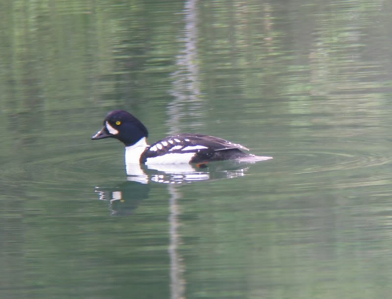 Barrow's Goldeneye - ML32703541