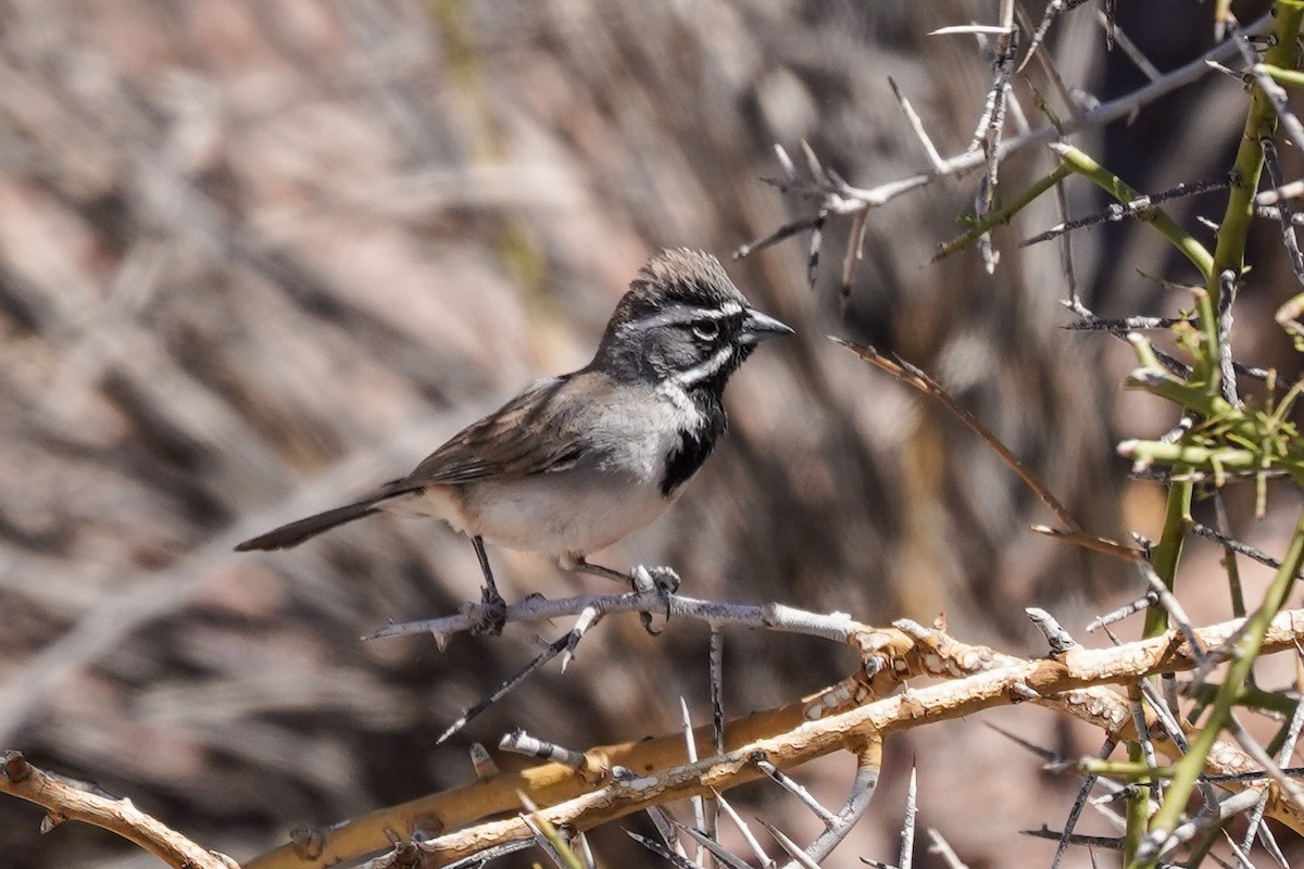 Black-throated Sparrow - ML327035521