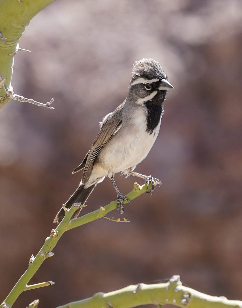 Black-throated Sparrow - ML327035531