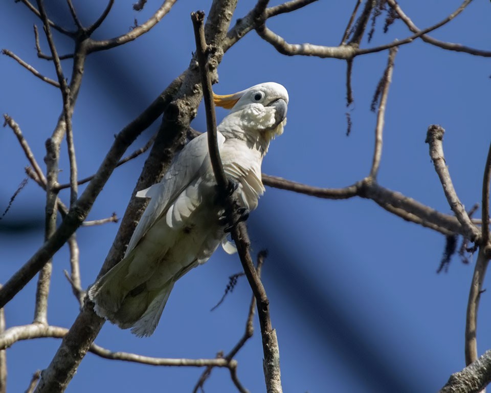 Citron-crested Cockatoo - ML327035721