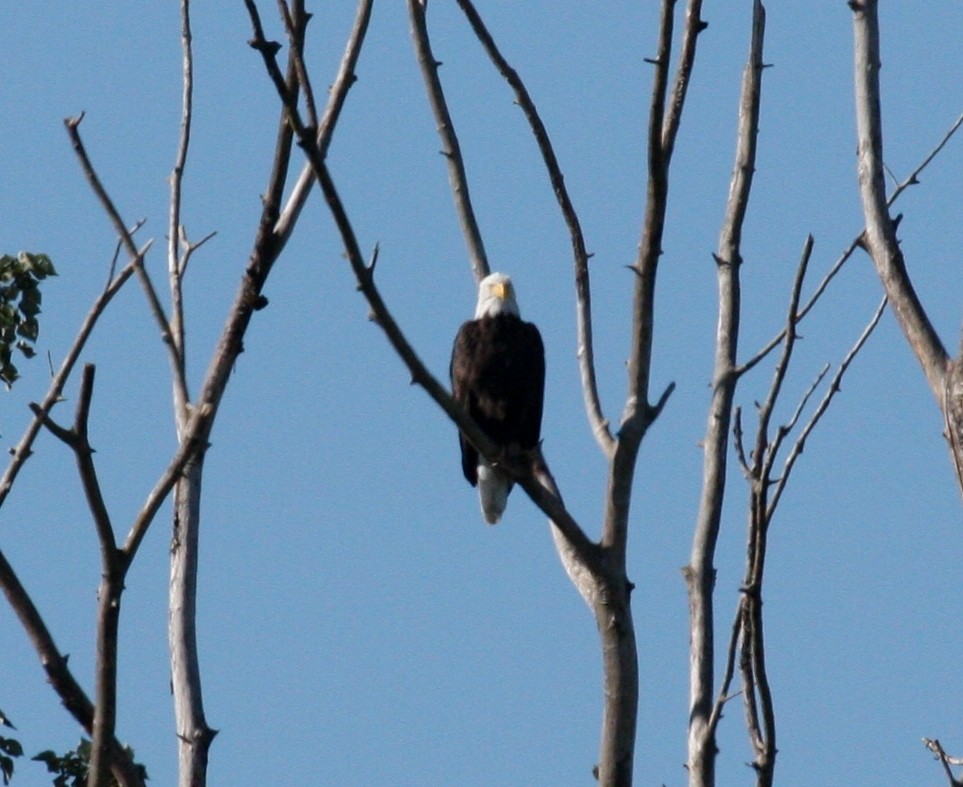 Bald Eagle - Nels Nelson